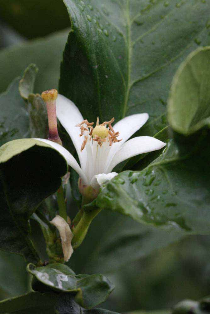              Flower (Riverside, CA)       